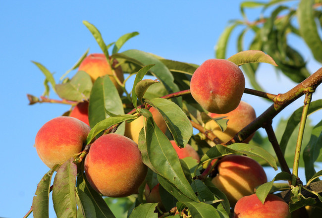果树上成熟的桃子图片
