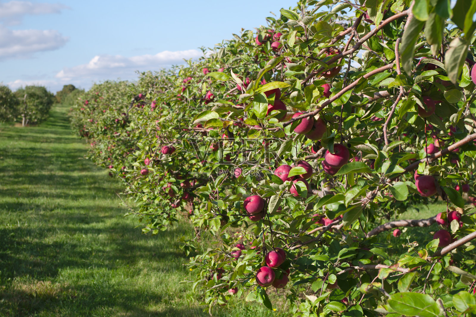 农业果树,苹果,有机水果,农场天然食品照片摄影